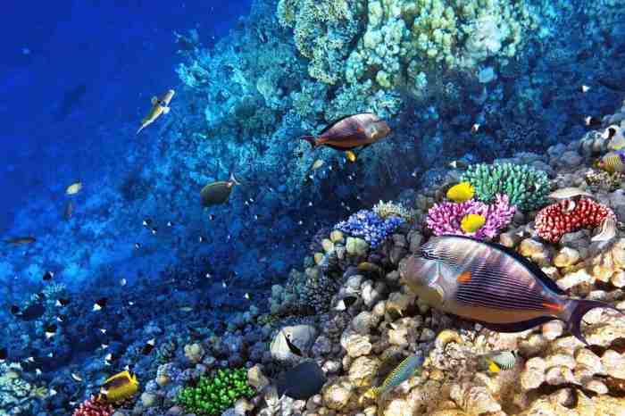 Snorkeling Locations Around the World